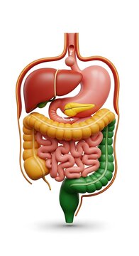 Human Digestive System Anatomy Illustration for Education.