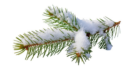 Frosted evergreen branch displaying fresh snow, showcasing winter s icy beauty © Maros