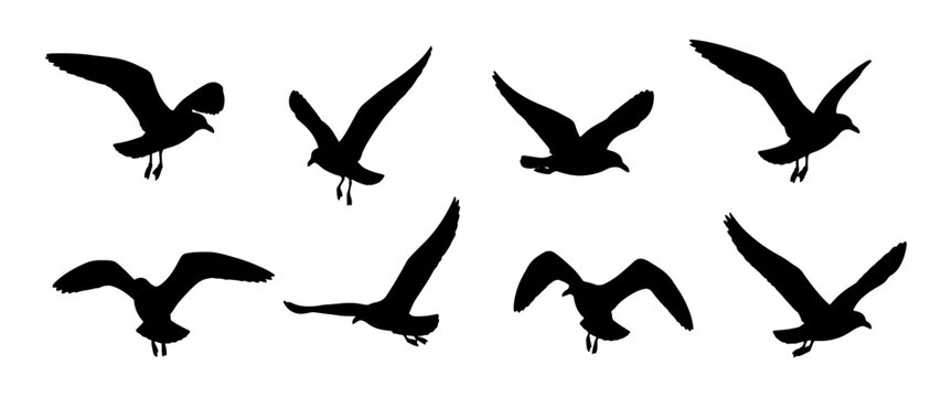 Seagull silhouettes, flying birds vector set, black silhouette seagulls, vector illustration