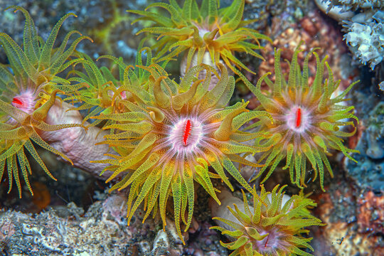 Orange cup coral,Tubastraea coccinea,