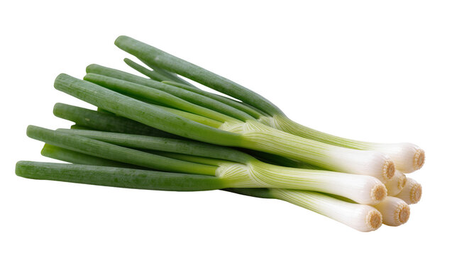 Fresh green scallions, bunch of long leeks neatly bundled together