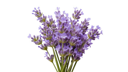Dense purple lavender sprigs, displaying fragrant blooms and slender green stems © Rowan