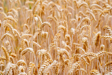 Golden ripe wheat field ready for organic harvest, ripe wheat ears, agricultural abundance and food production, healthy grain, environmentally friendly farming practices, Sustainable agriculture © kittyfly