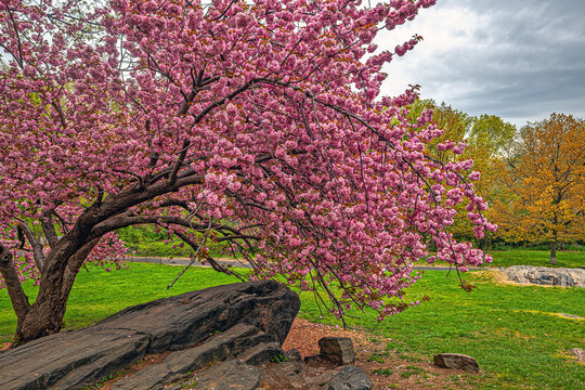 Central Park in spring