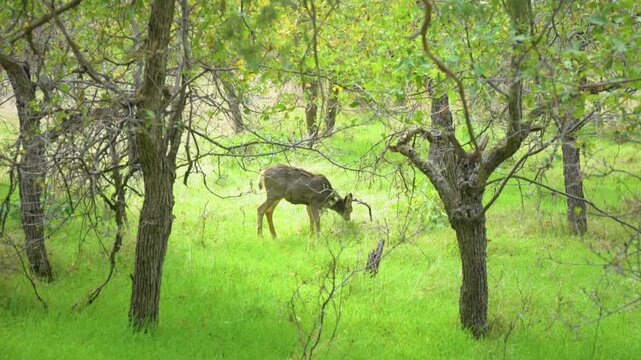 A wild mule deer buck with small antlers forages for food in a vibrant green meadow surrounded by trees along the Emerald Pools hiking trail in Zion National Park.