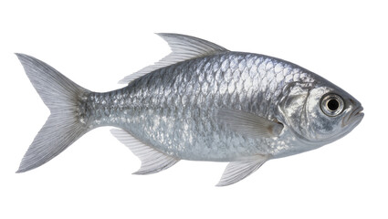 Fototapeta premium Silver freshwater fish displaying scales fins and dark eye, swimming sideways