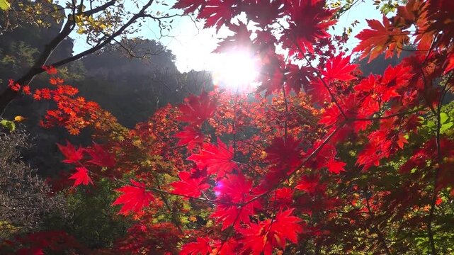 Breathtaking mountain peak landscape covered with vibrant autumn fall colors in Korea.