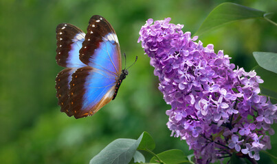 blue tropical morpho butterfly and purple lilac flowers in the garden
