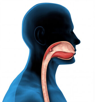 Human head anatomy side view swallowing food bolus digestive system isolated on white background