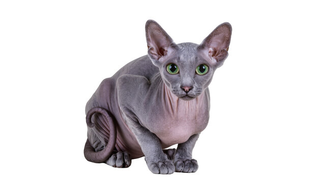 Grey Sphynx cat sitting attentively, displaying wrinkled skin and large ears