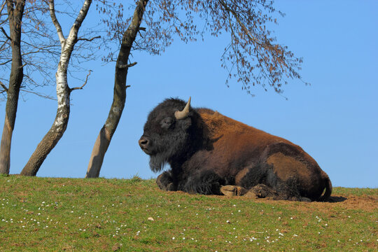 Amerikanischer Bisonbulle als Nutztier in einer kleinen Herde im Sauerland,  Nordrhein-Westfalen, Deutschland. 
Die Tiere werden vermarktet.                                          