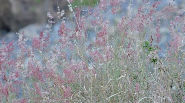 Pink Ruby Grass Melinis Repens in a Wild Meadow, Soft Boho Nature Background