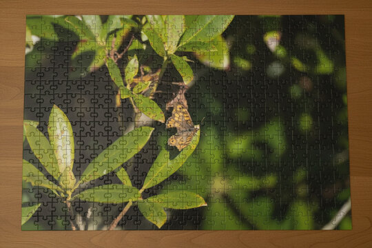 Puzzle avec papillon &agrave; aile cass&eacute;e sur planche en bois &ndash; macro au soleil