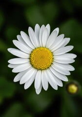 Fototapeta premium Detailed macro view of a classic white daisy showing delicate petals and a vibrant yellow center surrounded by soft green foliage ,green ,flora ,wild