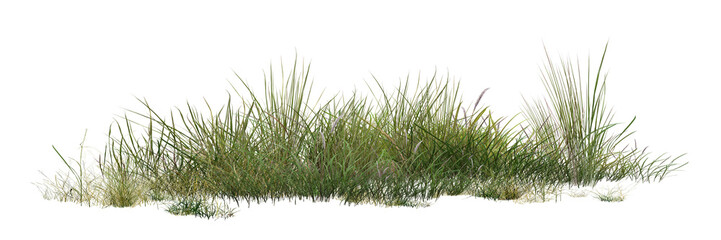 grass isolated on white background/panoramic view of a fresh green grass clump, perfectly isolated for landscape design, garden rendering, and architectural foreground elements. © Saharattaphum