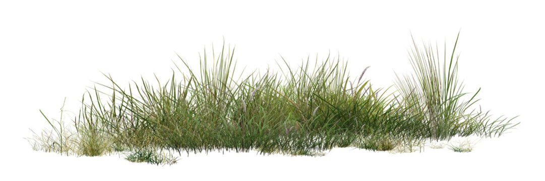 grass isolated on white background/panoramic view of a fresh green grass clump, perfectly isolated for landscape design, garden rendering, and architectural foreground elements.
