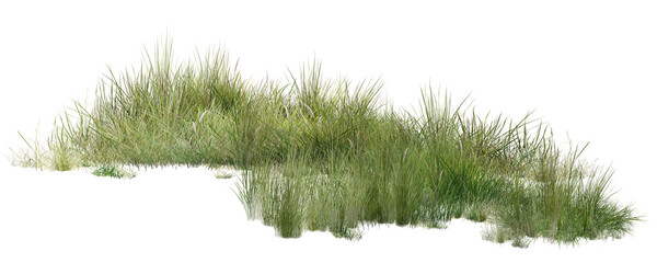 grass isolated on white/Sharp and detailed wild grass bush isolated on white, natural greenery element for graphic composition and outdoor scenes. © Saharattaphum