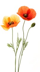 Naklejka premium Orange and Yellow Poppies with Bud on White Background
