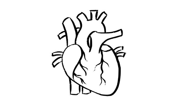 Human heart icon