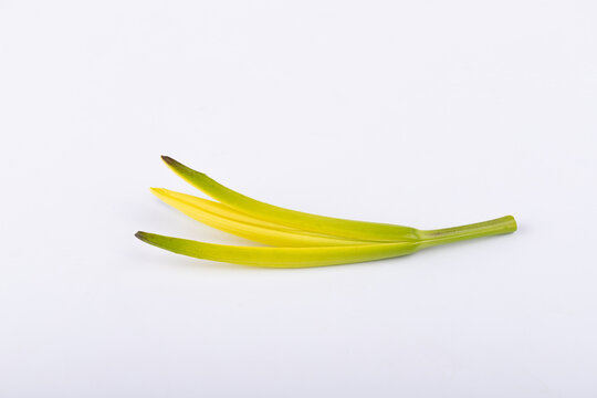 Fresh yellow lotus leaves on a white background