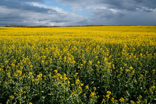 Yellow field of rapeseed flowers in France