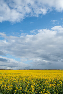 Yellow field of rapeseed flowers in France