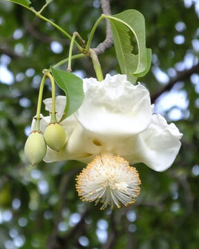 Baobab Flower &ndash; Adansonia digitata in Nature