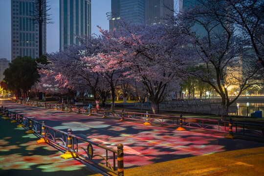 Cherry blossoms are in full bloom at Xibei Lake Park in Wuhan, Hubei, China.