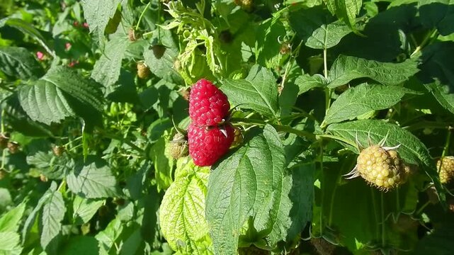 Red Raspberry fruits ripening naturally in sun on raspberry bush on sunny summer day - close-up with zoom in. Topics: orchard, garden, cultivation, ripening, natural environment, vitamins, health
