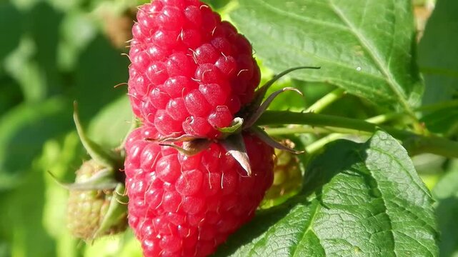 Red Raspberry fruits ripening naturally in sun on raspberry bush on sunny summer day - close-up. Topics: orchard, garden, cultivation, ripening, natural environment, vitamins, health, macro, nature