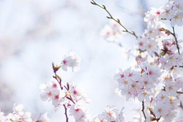 Obraz premium Close-Up of Newly Bloomed Cherry Blossoms Signaling the Arrival of Spring in Japan