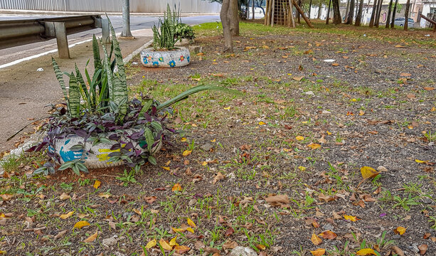 plantas em pneus