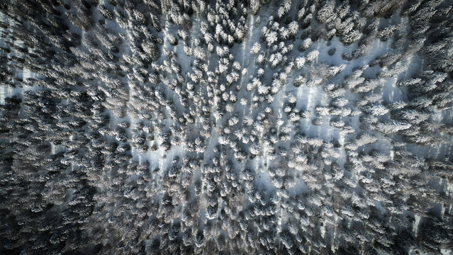 Aerial view of snow-laden treetops creating a dense, textured carpet under a winter sky, Mijoux, Auvergne-Rhone-Alpes, France.