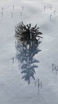 Aerial view of a lone tree casting a long shadow on the pristine snow-covered landscape, a stark contrast of dark and light, Mijoux, Auvergne-Rhone-Alpes, France.