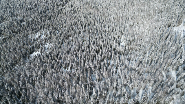 Aerial view of snow-laden trees create a monochrome tapestry, a winter wonderland stretching as far as the eye can see, Mijoux, Auvergne-Rhone-Alpes, France.