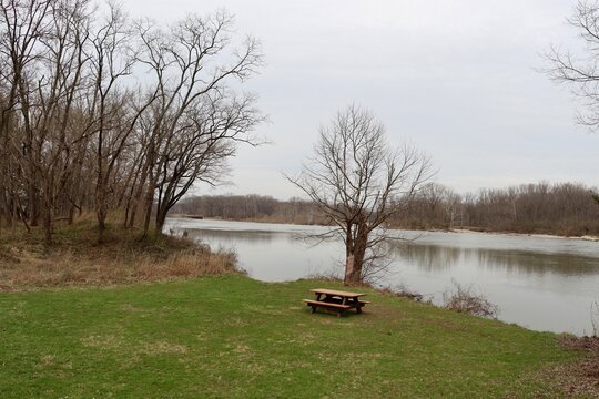 A bare tree near the river on a cloudy day.