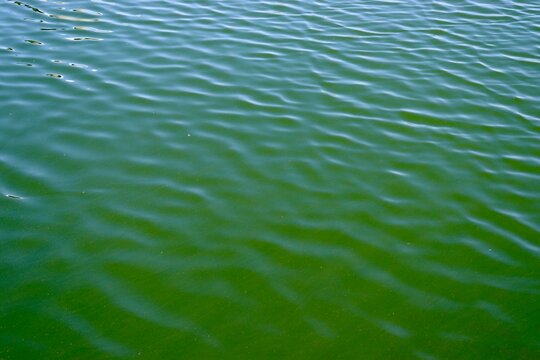 A close view on the green murky water surface.