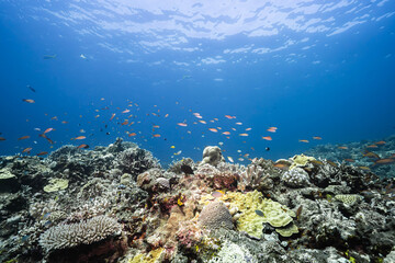 Fototapeta premium Natural Coral Reef Habitat Rising Into Open Blue Ocean