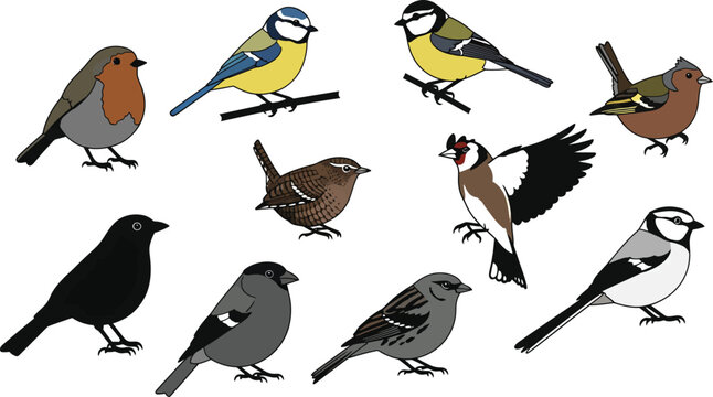Assortment of common european garden birds, featuring robin, great tit, chaffinch, and other small species, small bird, white background, different birds, field guide, nature study, blue tit