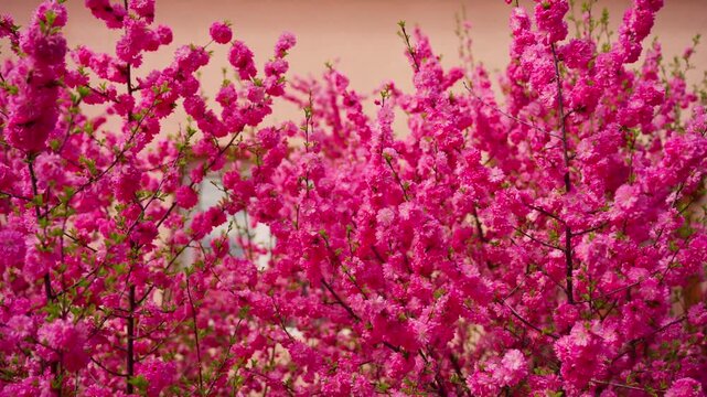 Vibrant pink blossoms fill the frame, blooming densely on slender branches. Soft focus highlights petals' delicate texture and vivid color. Sunlight gently filters through. Ideal for spring themes