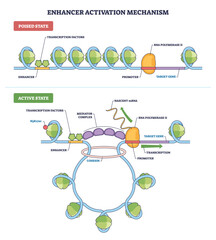 Fototapeta na wymiar Enhancer activation outline shows poised vs active states, enhancer promoter looping drives RNA polymerase II transcription. Key objects, enhancer, mediator complex, RNA polymerase II. Outline diagram