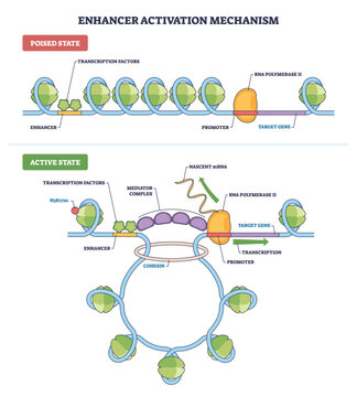 Enhancer activation outline shows poised vs active states, enhancer promoter looping drives RNA polymerase II transcription. Key objects, enhancer, mediator complex, RNA polymerase II. Outline diagram