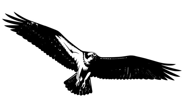 Flying osprey silhouette with wings spread wide isolated on white background bird of prey vector design
