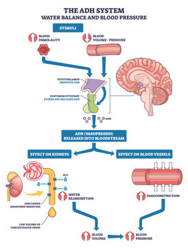 ADH system water balance and blood pressure via hypothalamus pituitary signal, kidneys, and blood vessels, illustrates vasopressin water reabsorption and vasoconstriction. Outline diagram