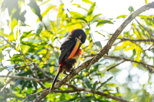 Fiery billed aracari preening on branch, close view, beak transilluminated revealing veins, Osa Peninsula, Puntarenas, Costa Rica.