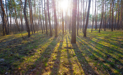 wide spring forest glade in light of sparkle sun, seasonal outdoor forest scene © Yuriy Kulik