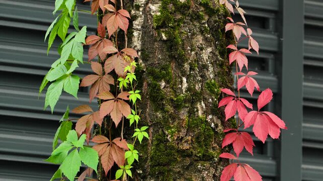 Colorful autumn ivy leaves climbing a mossy tree trunk