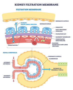 Kidney filtration membrane diagram shows filtrate flow through podocyte slits around the glomerulus in Bowmans capsule, clarifying the barrier s function. Outline diagram