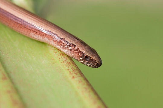 Blindworm (Anguis fragilis) in Germany