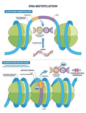 DNA methylation diagram showing how CpG sites gain CH3 by DNMT to condense chromatin and repress transcription, highlights DNA strand, methyl groups, and promoter states. Outline diagram